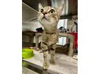 Starling Domestic Shorthair Adult Female