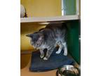 Piper(Bonded w Patrick) Domestic Shorthair Adult Male