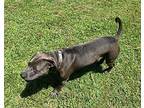 Shadow American Pit Bull Terrier Young Male