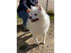 Gandalf American Eskimo Dog Adult Male