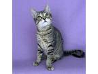 Jenny Domestic Shorthair Kitten Female