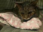 Pappy Domestic Shorthair Adult Male