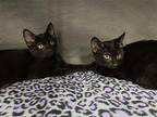 Reed & Rix Domestic Shorthair Kitten Male