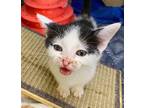 Lil Hammy (very friendly) Domestic Shorthair Kitten Female