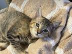Squeaky (very friendly) Domestic Shorthair Kitten Female