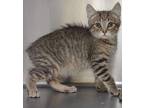 Pauline American Bobtail Kitten Female