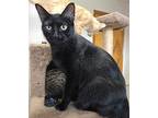 Panther American Shorthair Young Male