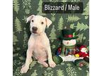 Blizzard Puppy Male