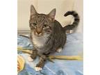 Elsa - Female Tabby #19 Domestic Shorthair Adult Female