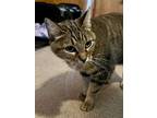 Lily Domestic Shorthair Senior Female