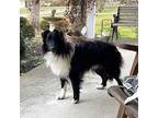 Jackie Sheltie, Shetland Sheepdog Young Male