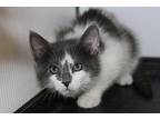 Tonto Domestic Mediumhair Kitten Male