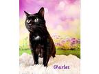 Charles Domestic Shorthair Senior Male