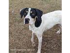 Boomer Treeing Walker Coonhound Young Male