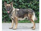 Zaire von Zarpen German Shepherd Dog Young Female