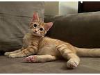 HONEY Domestic Shorthair Kitten Female