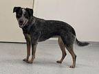 Cleo Australian Cattle Dog Adult Female