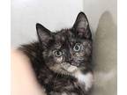 Halsey Domestic Shorthair Kitten Female