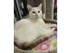 Munchkin Domestic Shorthair Adult Male