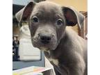 Shrimp American Pit Bull Terrier Puppy Male