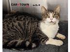 Plymouth Domestic Shorthair Adult Male