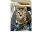 Georgie Domestic Shorthair Kitten Female