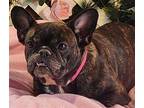 Dixie French Bulldog Young Female
