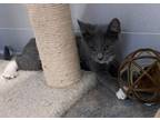 Cloud Domestic Shorthair Kitten Male