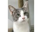 Maxwell Domestic Shorthair Adult Male