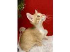 Lester Domestic Shorthair Kitten Male