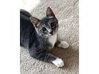 Frodo Domestic Shorthair Kitten Male