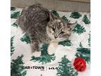 Matilda Domestic Shorthair Kitten Female