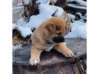 Shiba Inu Puppy for sale in Santaquin, UT, USA