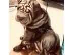 Chinese Shar-Pei Puppy for sale in New York, NY, USA