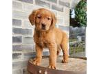 Golden Retriever Puppy for sale in Grabill, IN, USA