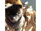 Chow Chow Puppy for sale in Los Angeles, CA, USA