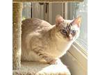 Adopt Ms. Lowes a Siamese, Domestic Short Hair