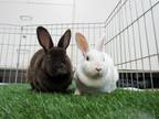 Adopt Foam / Creme Brulee / Hot Chocolate a Mini Rex