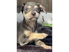 Adopt Mochi a Miniature Pinscher, Cairn Terrier
