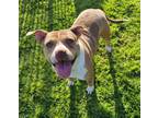 Adopt Lucy a American Staffordshire Terrier, Pit Bull Terrier