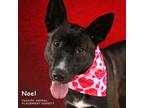 Adopt Noel (148) a Australian Cattle Dog / Blue Heeler, Mixed Breed