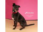 Adopt Natasha (131) a Black Labrador Retriever, Shepherd