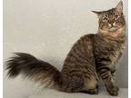 Adopt Nipper a Maine Coon, Tabby