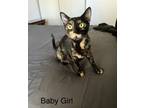 Adopt Baby girl a Tortoiseshell