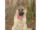 Adopt Ginger Long Beach *Courtesy Post* a German Shepherd Dog