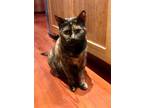 Adopt Jasmine a Domestic Short Hair, Tortoiseshell