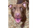 Adopt BUTTERCUP a Mixed Breed