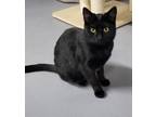 Adopt Samantha a Domestic Medium Hair