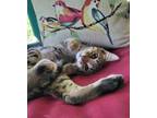 Adopt Tabitha a Domestic Short Hair