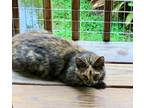 Adopt Glitter- In foster a Domestic Short Hair